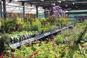 plants